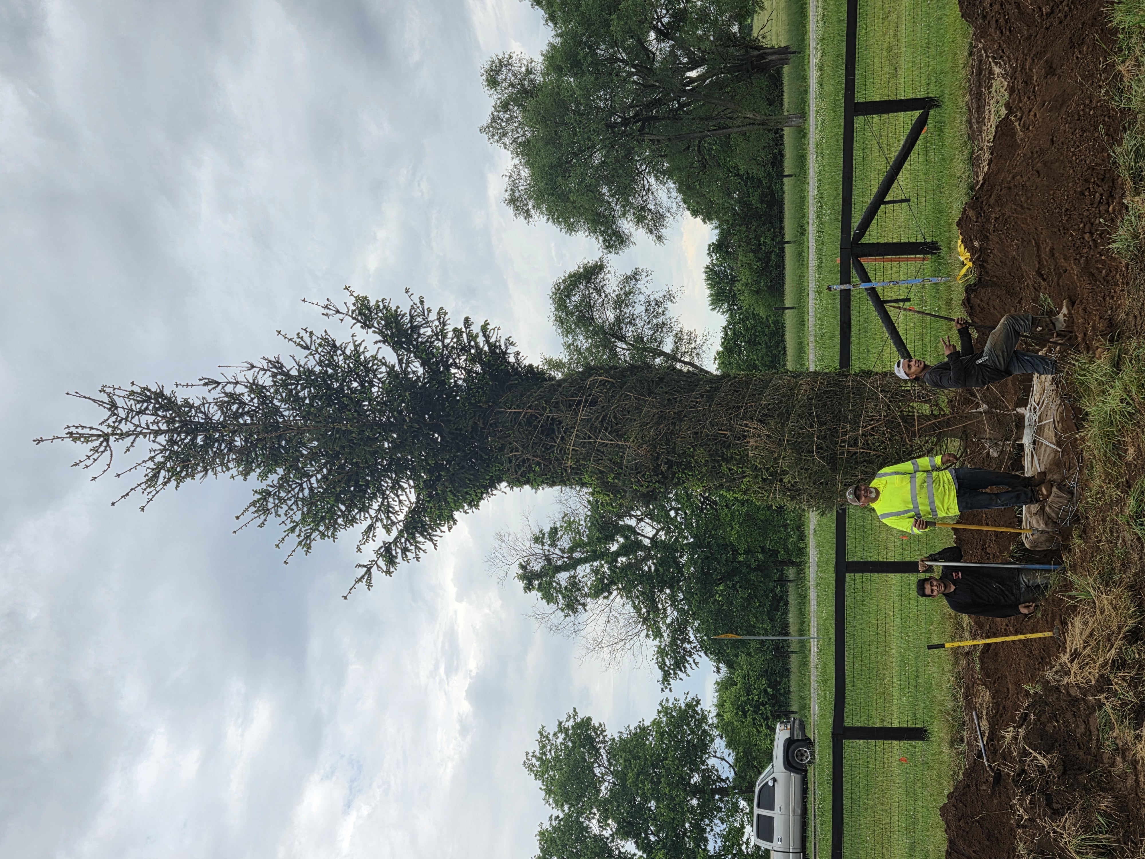 large tree planting service