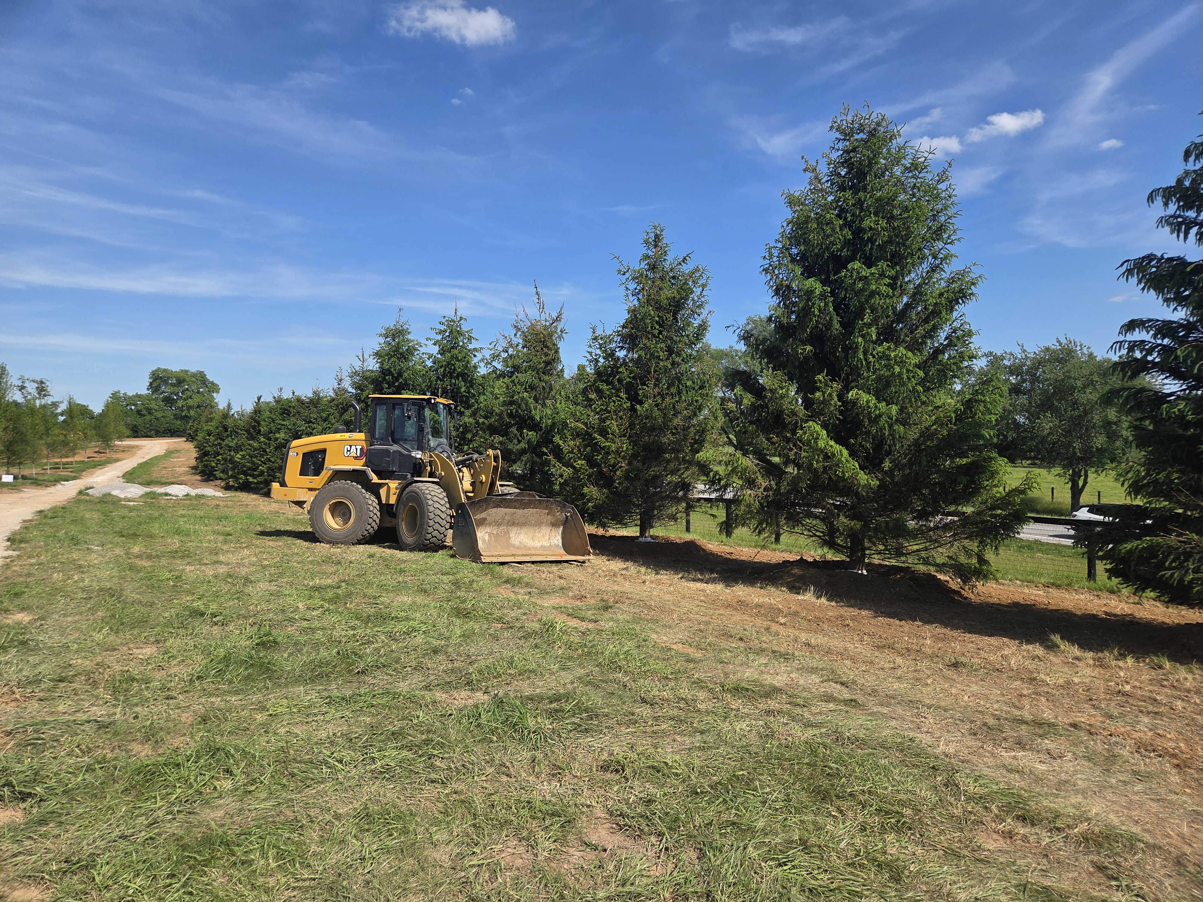 tree planting near me