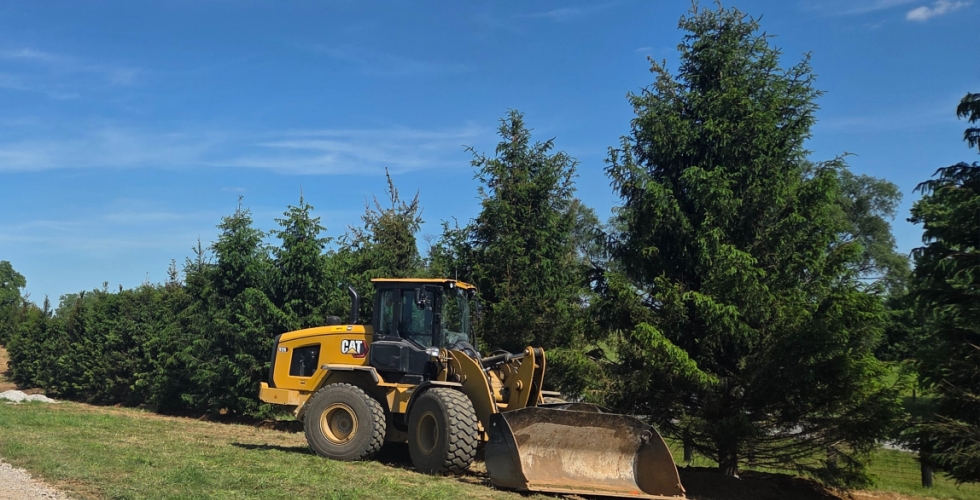 14' Norway Spruce