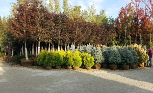 Fast growing trees