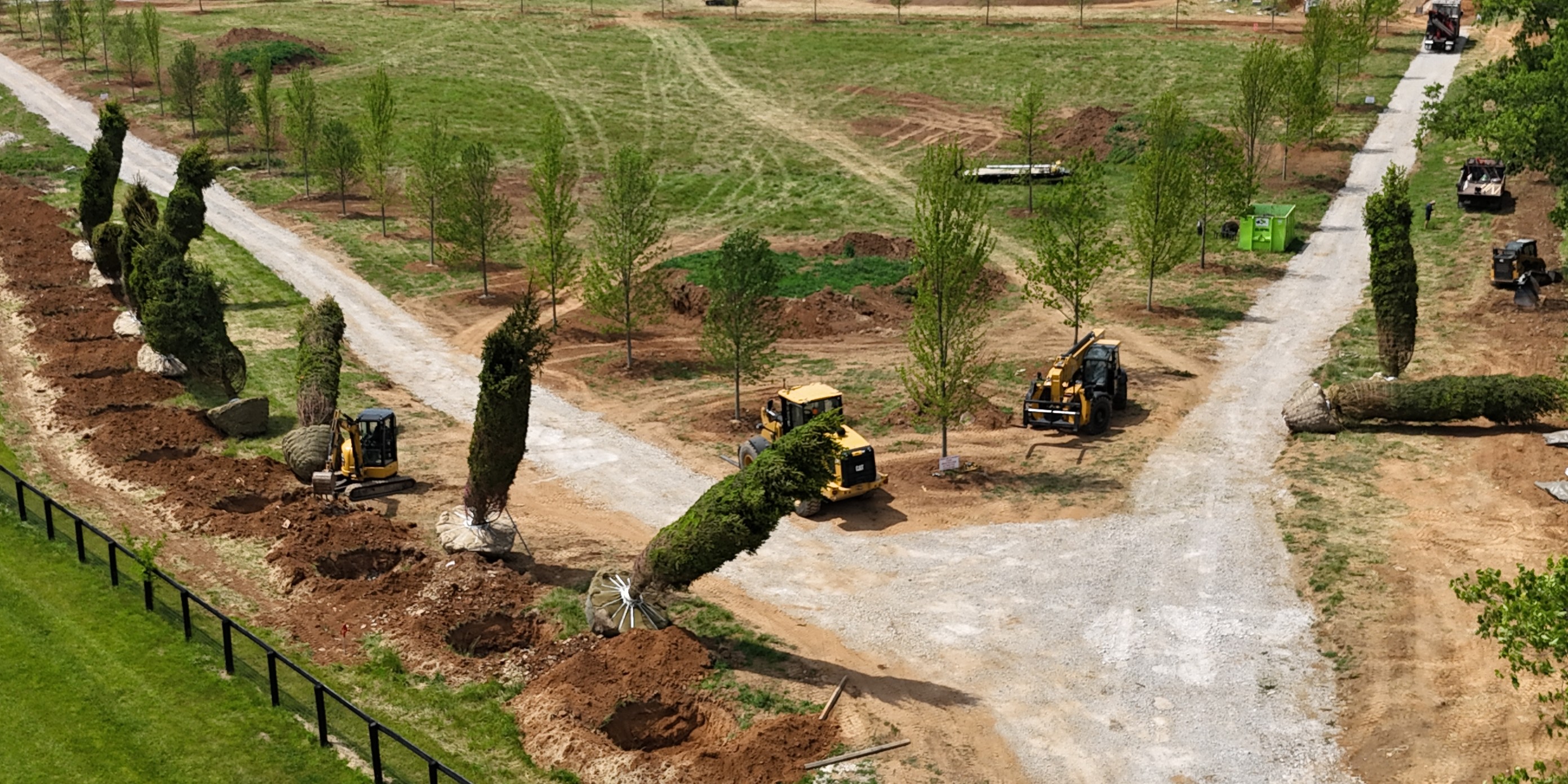 planting big trees