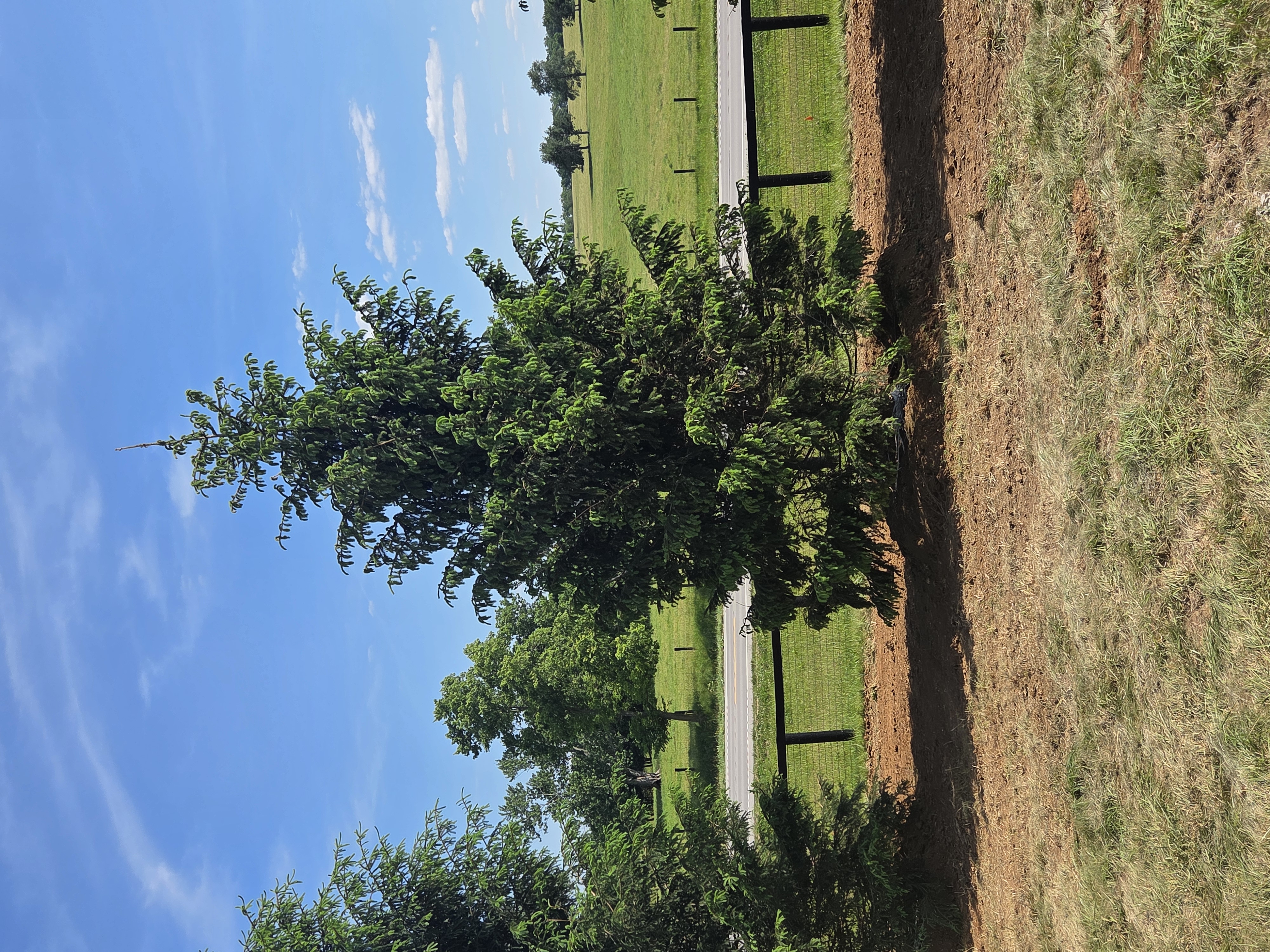 Norway Spruce