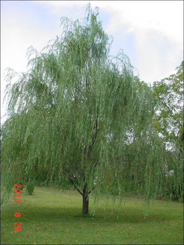 Дерево похожее на иву. Ива Голден Випинг. Быстрорастущая Ива энергетическая. Ива Голден Несс. Salix sepulcralis 'chrysocoma' 400-500, 12-14, грунт Ива золотистоволосистая 'chrysocoma'.
