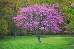 Redbud -Tree