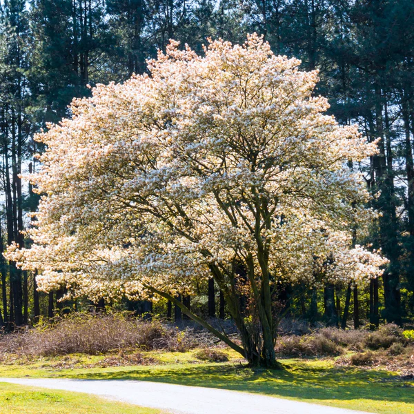 Autumn Brilliance Serviceberry