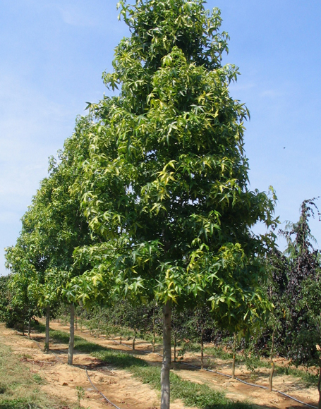 Sweetgum tree